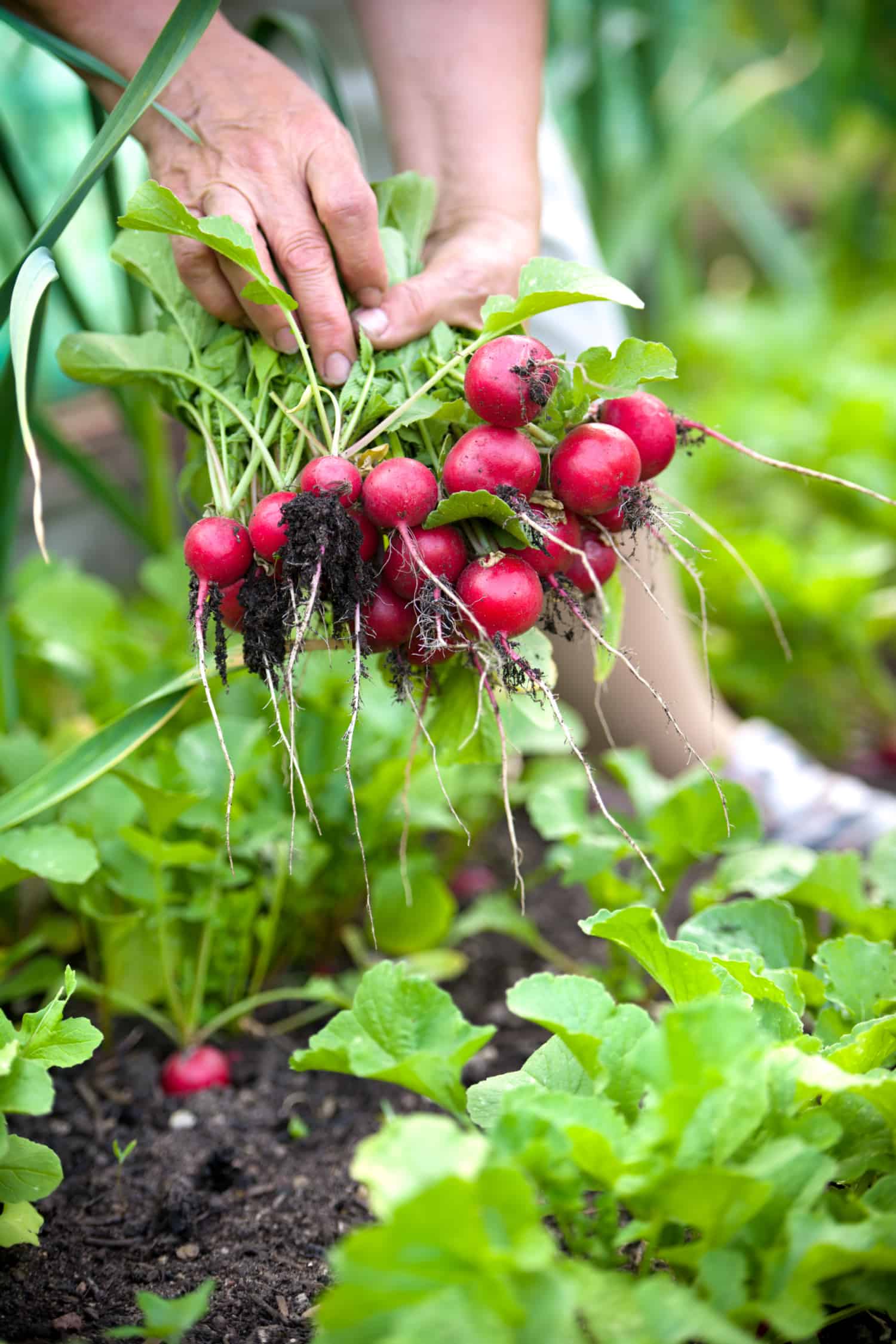 woman picking fresh radish from her garden