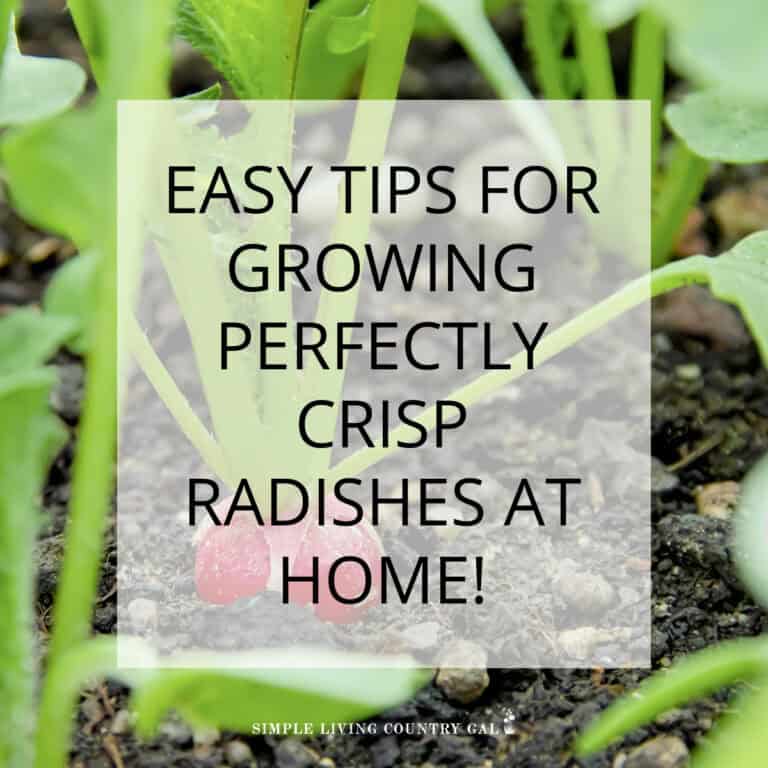 how to grow radishes for beginners