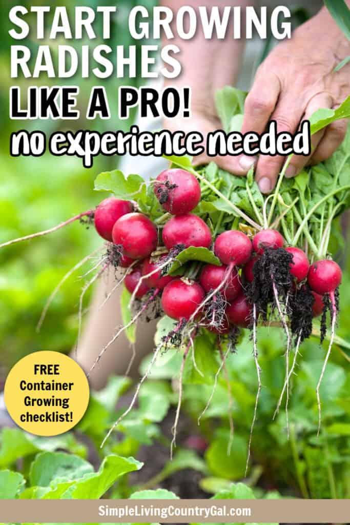 how to grow radishes for beginners