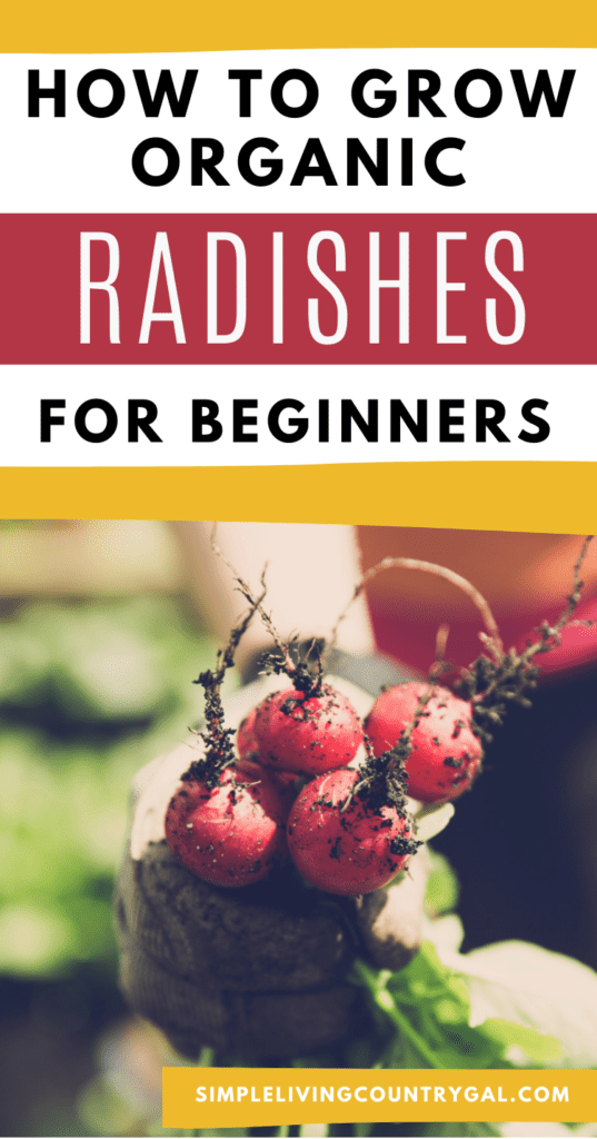 How to grow Radishes for Beginners