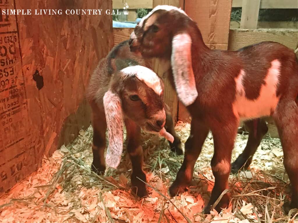 newly born Nubian goat kids standing in a barn stall