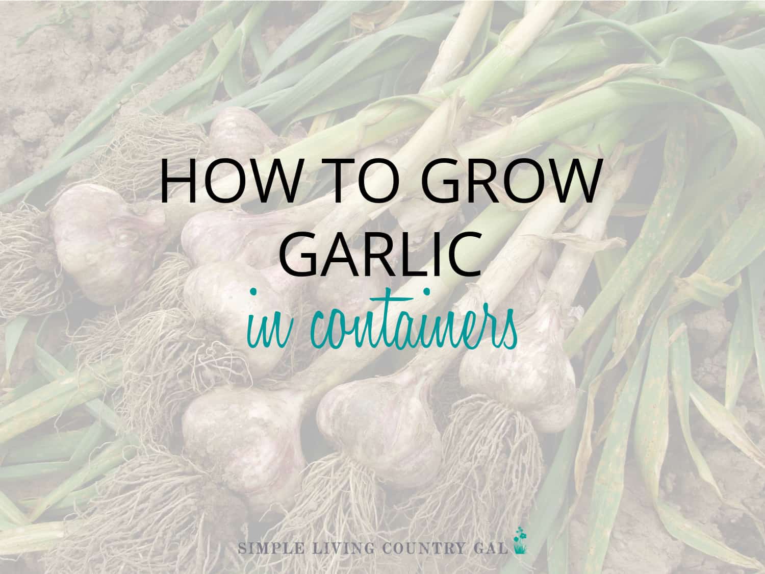 How to Grow Garlic in Containers for Beginners