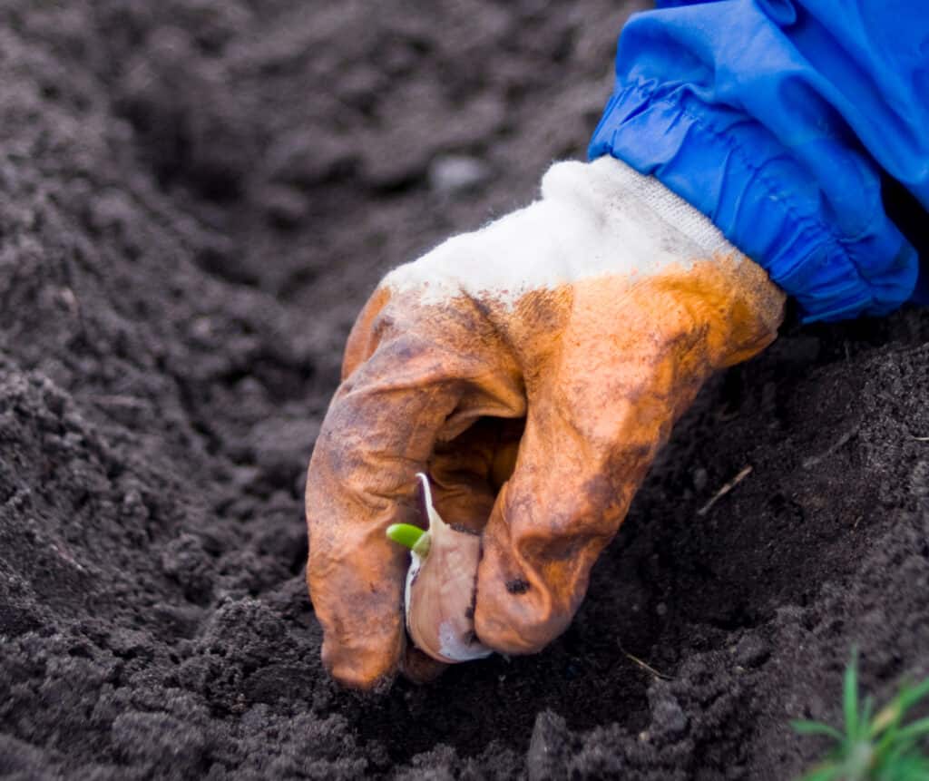 planting a garlic clove 