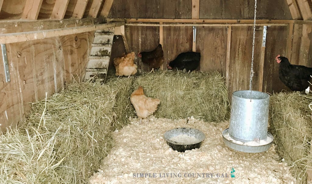 straw bales in a winter chicken coop for warmth