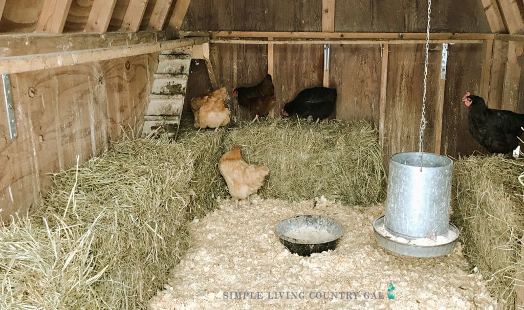 interior of a chicken coop with hens standing on straw bales that are lined up against the wall. 