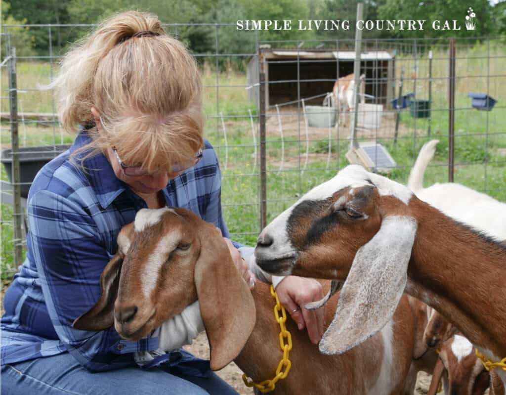 woman hugging a Nubian goat with other goats nearby