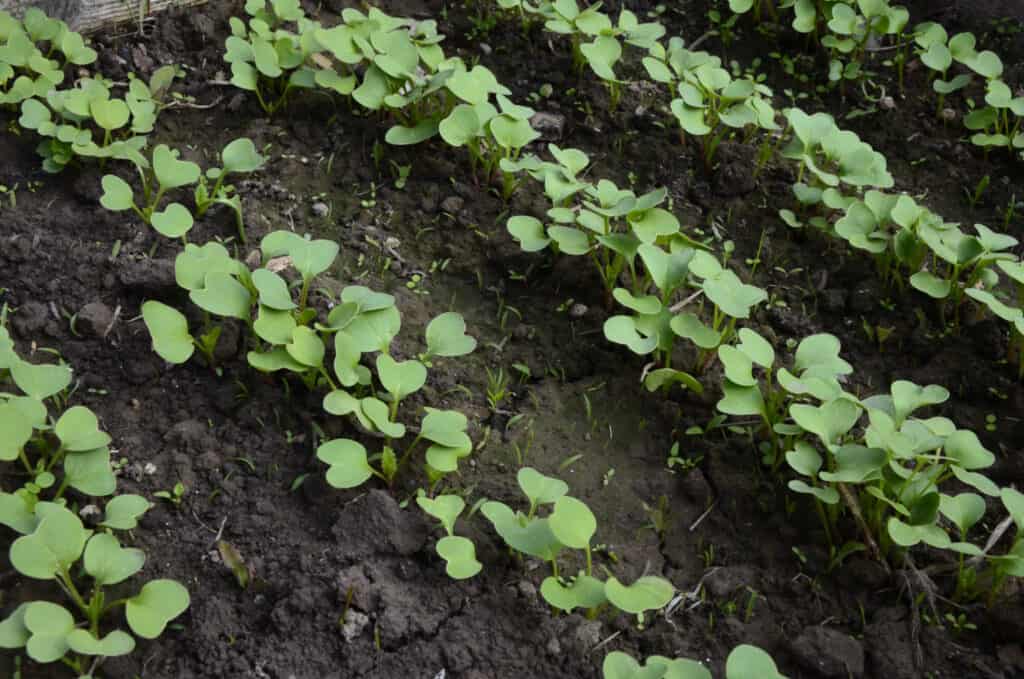 Young radishes growing in the garden