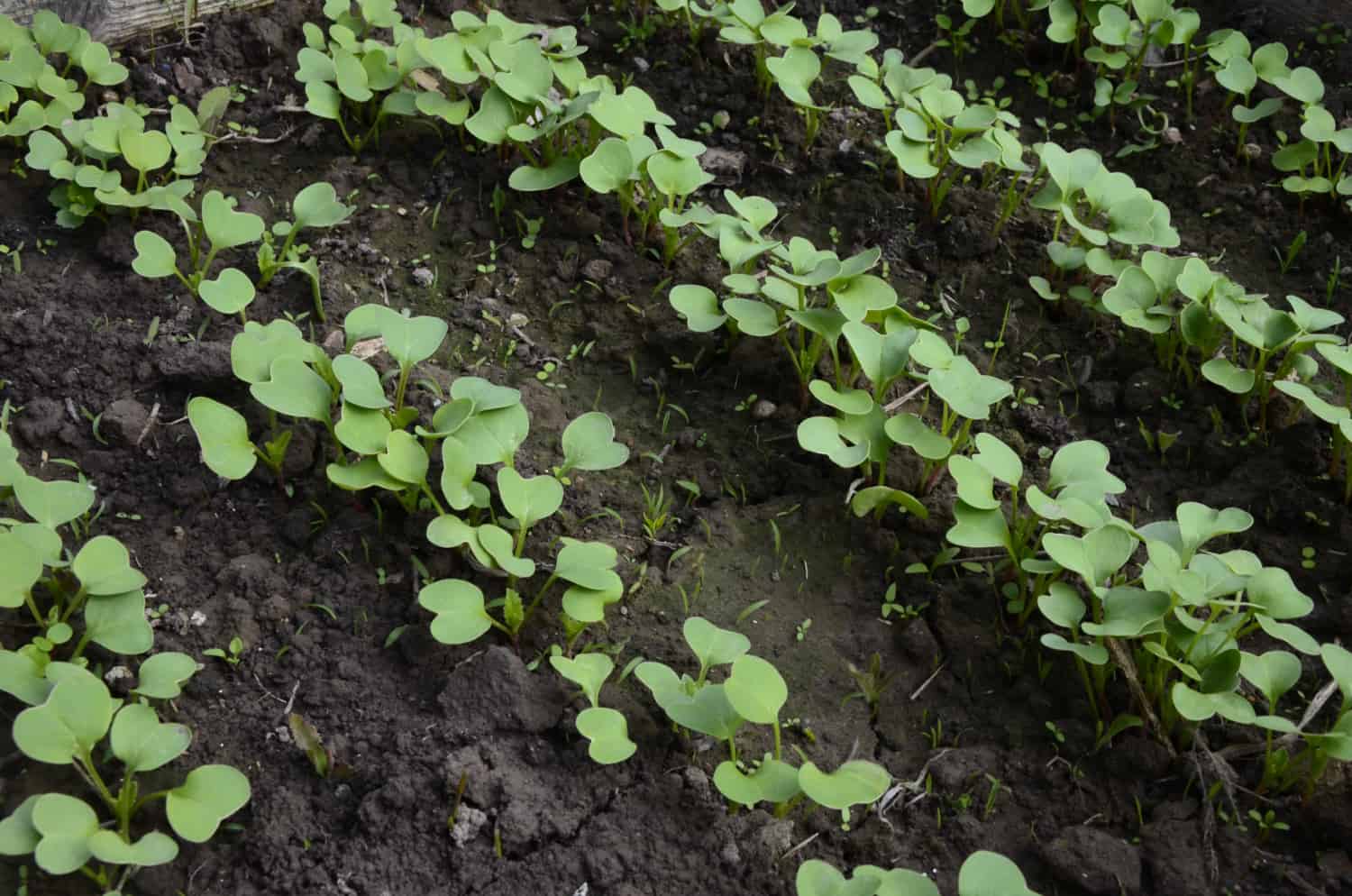 Young radishes growing in the garden