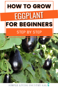 HOW TO GROW EGGPLANT FOR BEGINNERS