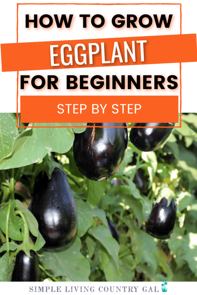 japanese eggplant plant care