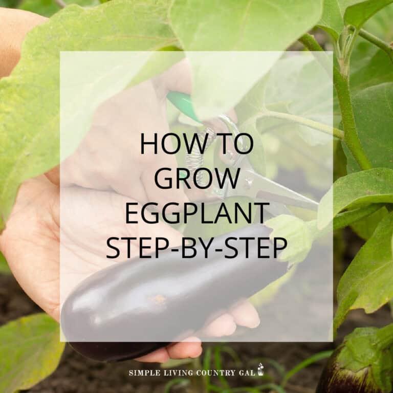 How to Grow Eggplant for Beginners