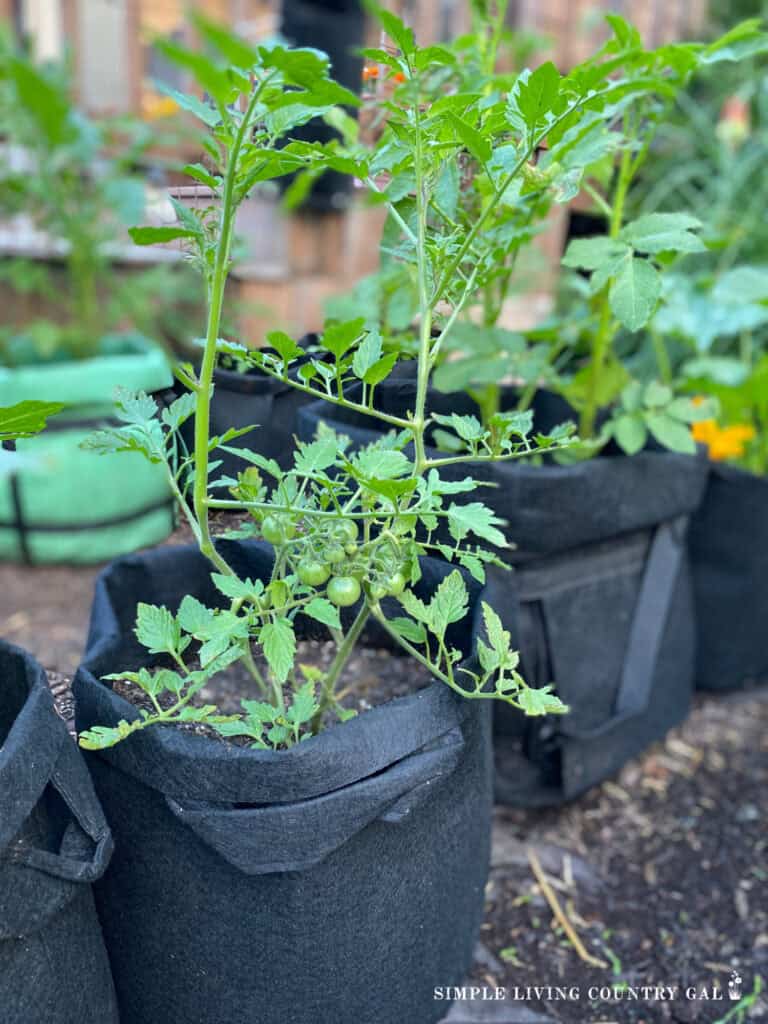 a young cherry tomatoe plant growing in a black bag
