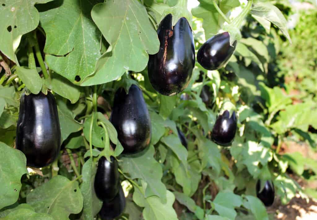 ripe purple eggplants growing on the bush