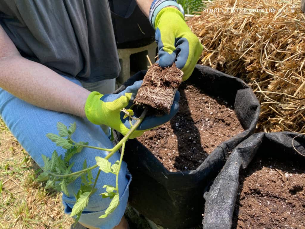 hands breaking up a root ball of a young tomato seeding before planting in a pot