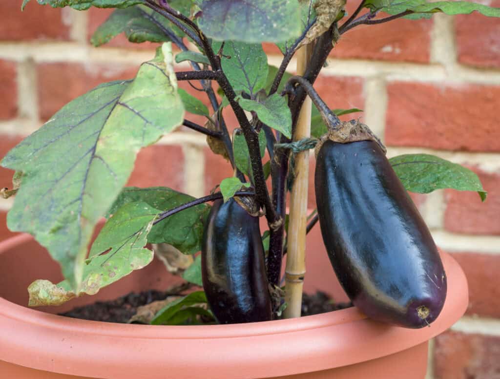 an eggplant growing in a container