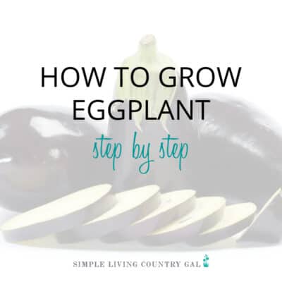 a pile of eggplant how to grow eggplant step by step feature