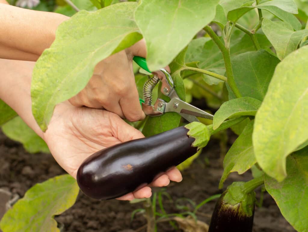 Close-up of woman's hands cutting an eggplant from a garden