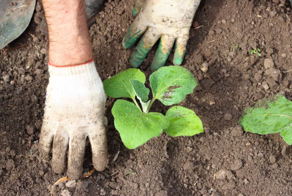 planting eggplant in the garden 