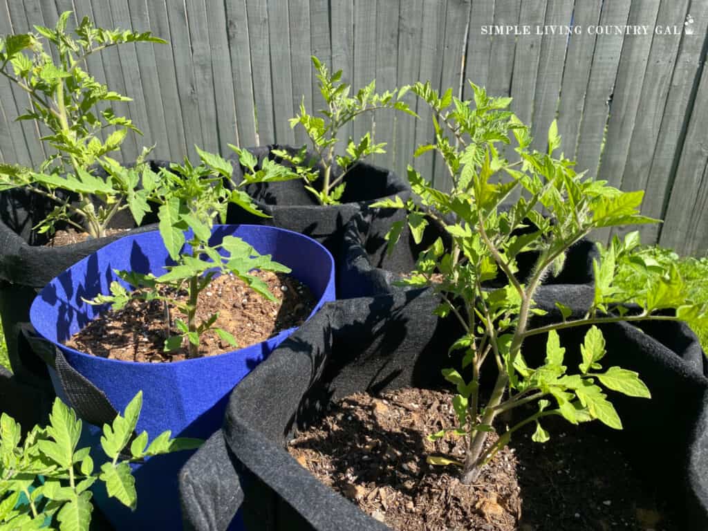 young tomato plants growing in bags on a table in a backyard