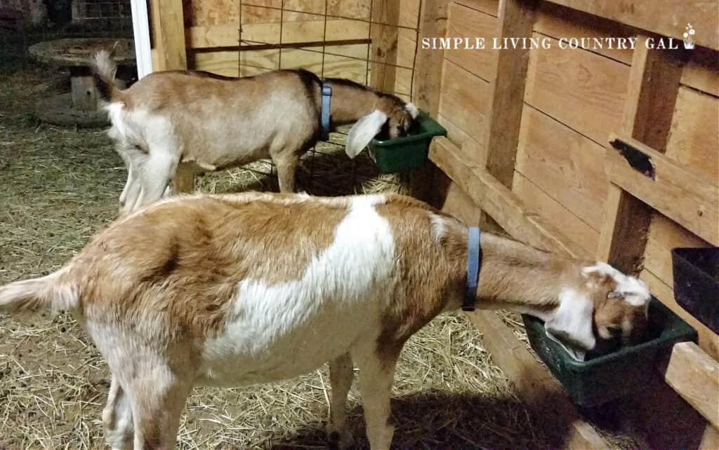 2 goats drinking water from buckets in a goat barn