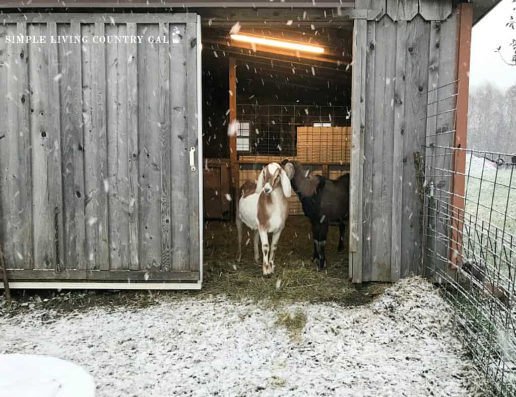A goat peaking out from a barn at the new snow fall copy