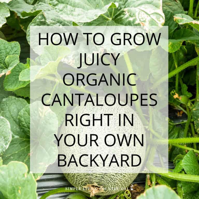 how to grow cantaloupe for beginners