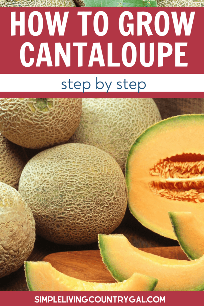 How to grow cantaloupe for beginners