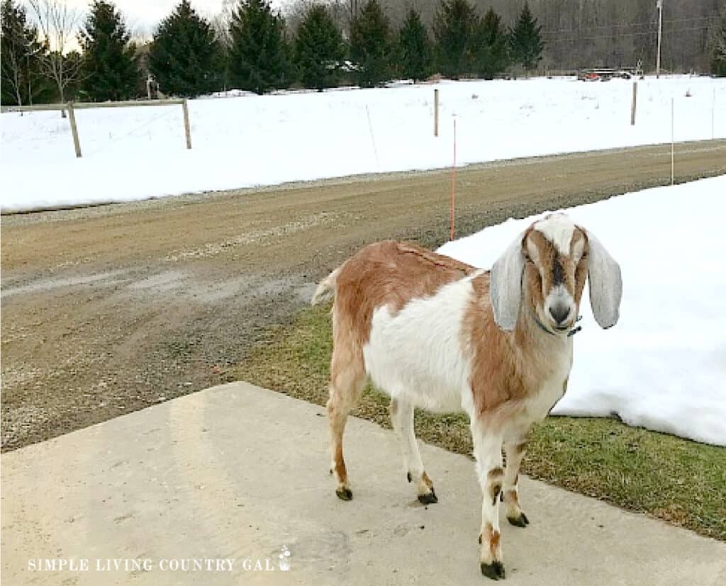 a Nubian goat standing outside in the snow