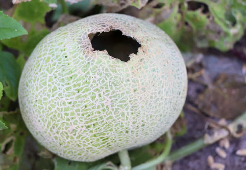 a cantaloupe with a big hole in it from a rabbit