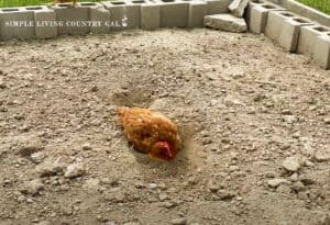 How To Make A Dust Bath For Your Chickens | Simple Living Country Gal