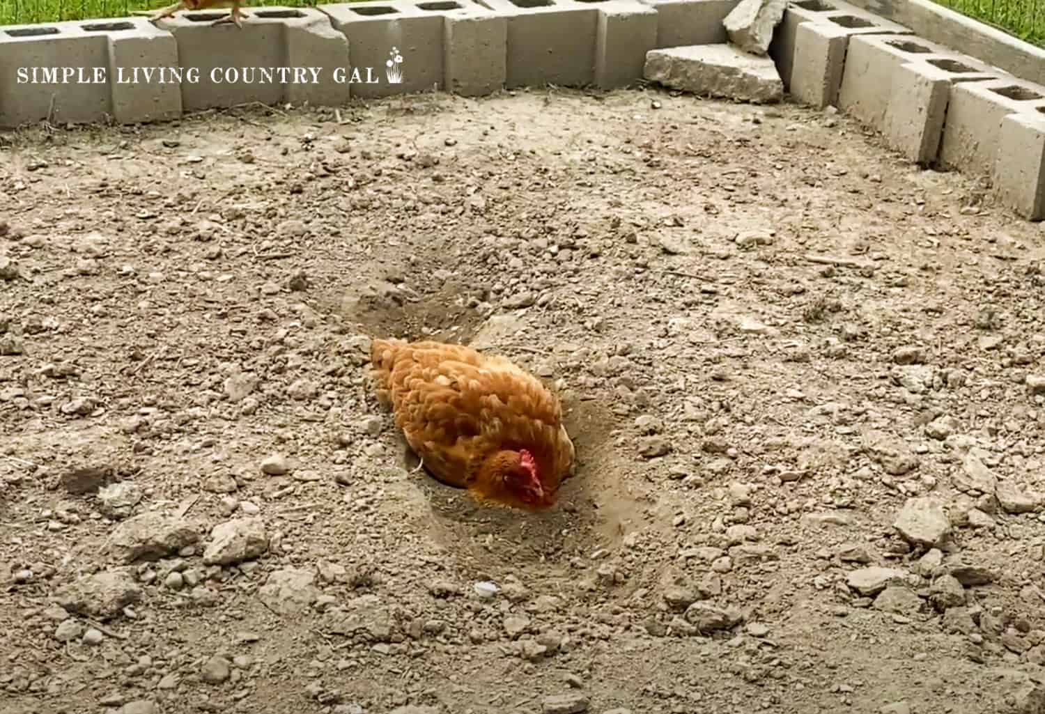How To Make A Dust Bath For Your Chickens | Simple Living Country Gal