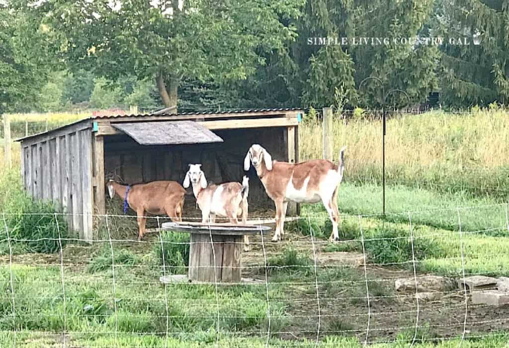 a lean to shelter outside with goat bucks standing in front