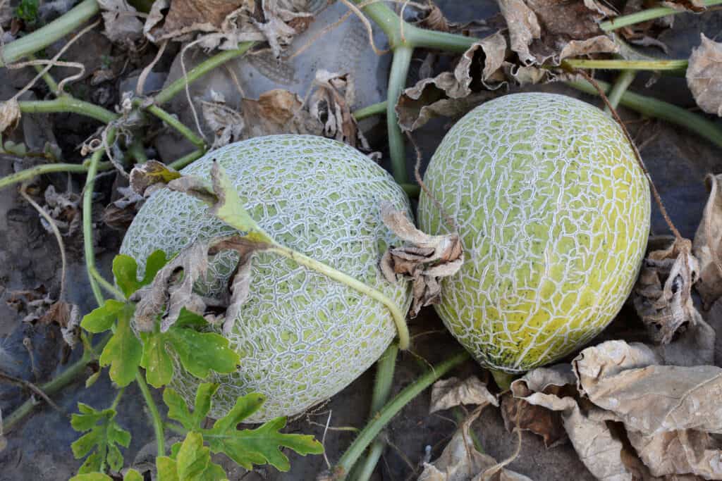 a pair of cantaloupe in a garden 
