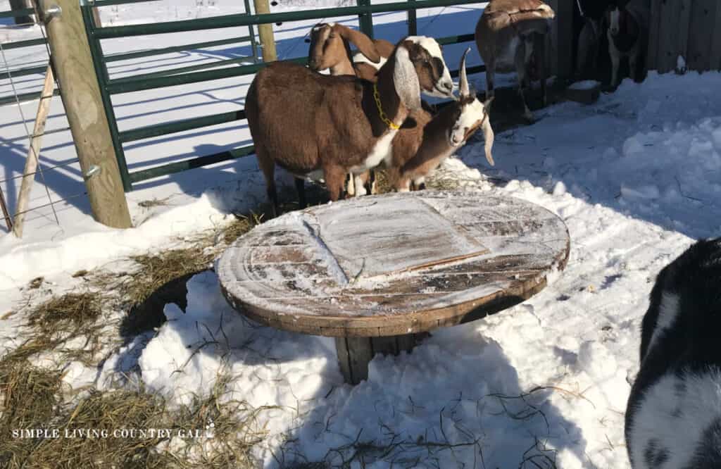a small herd of goats outside in the snowy sunshine