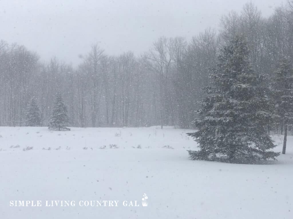 a snowy view with pine trees