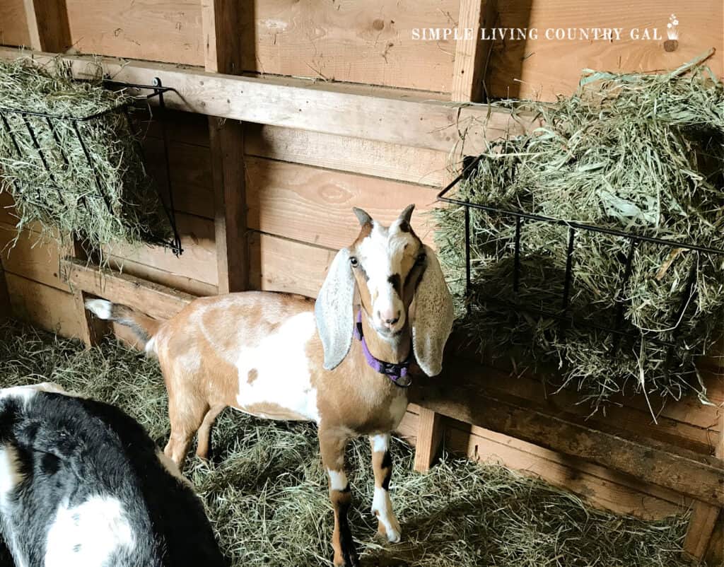 a tan nubian goat in a warm barn eating hay