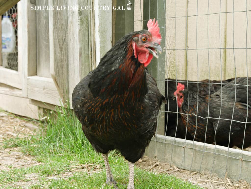 a warm chicken panting in the summer sun