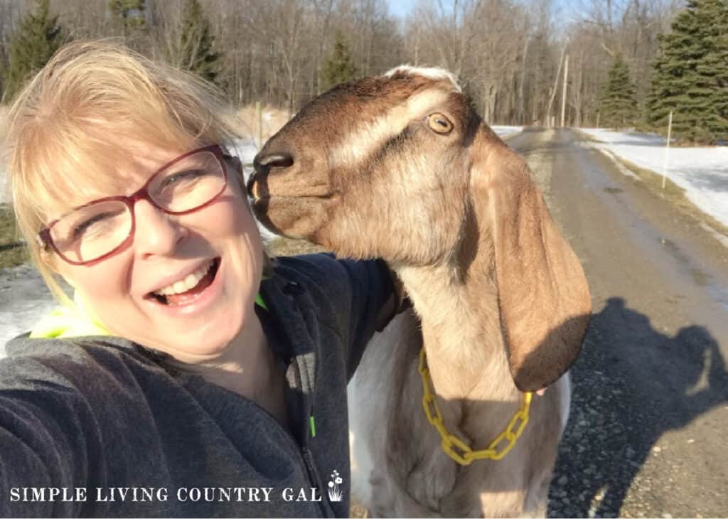 a woman laughing with a nubian goat nibbling her cheek