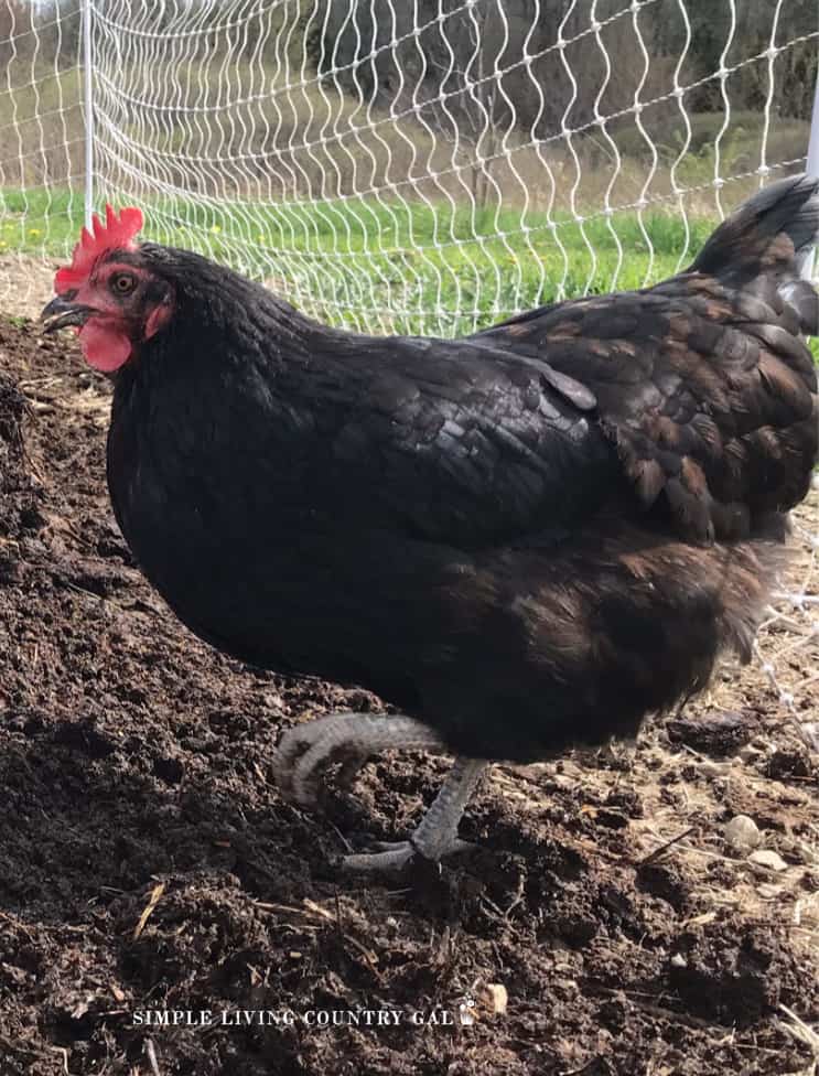 chicken doing a dust bath