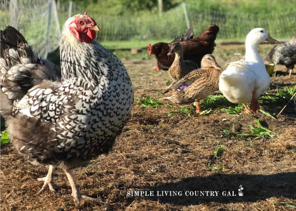 chickens and ducks scratching outside on a warm summer day