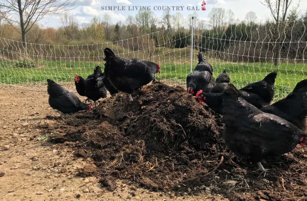 chickens breaking up dirt in a garden
