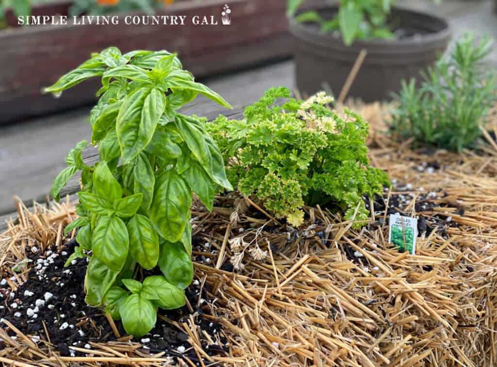 herbs growing in a straw bale