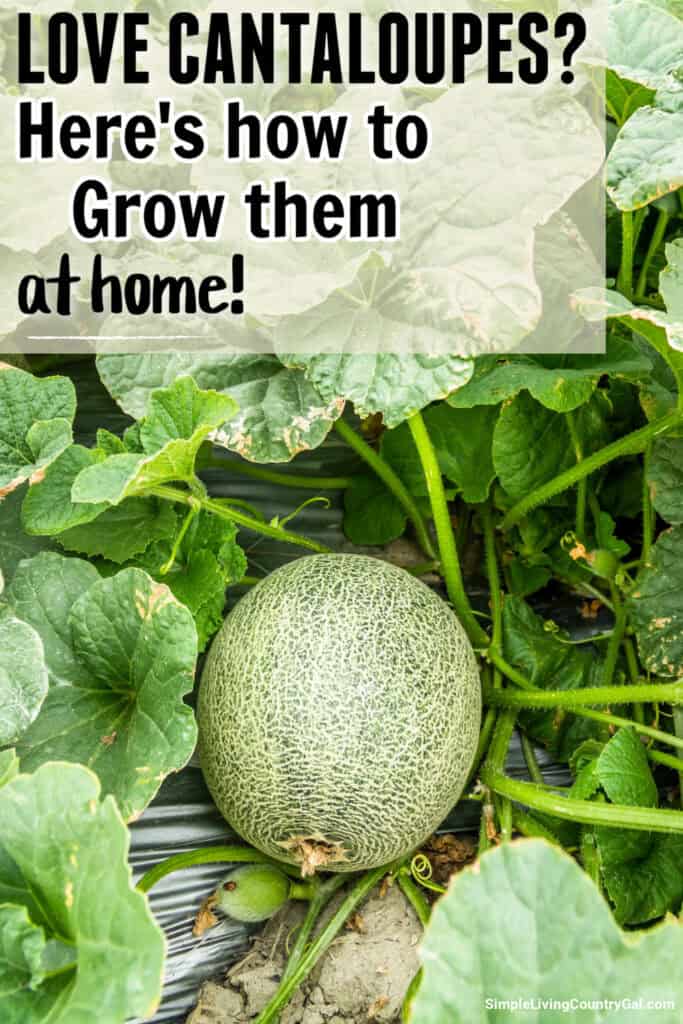 how to grow cantaloupe for beginners