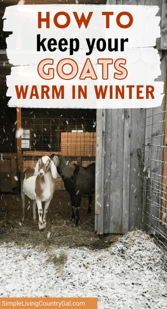 goats cope with winter