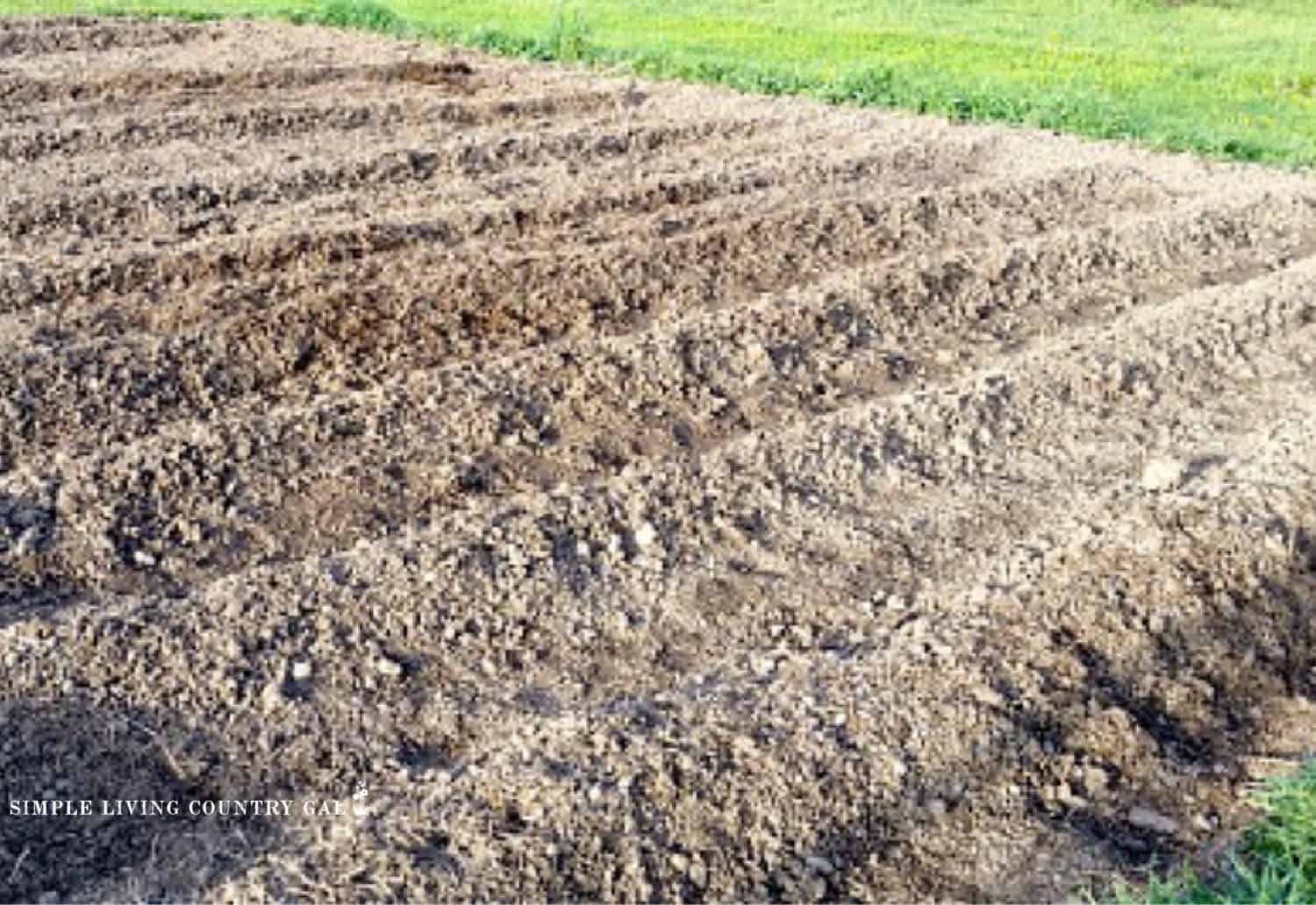 raised rows for cantaloupe