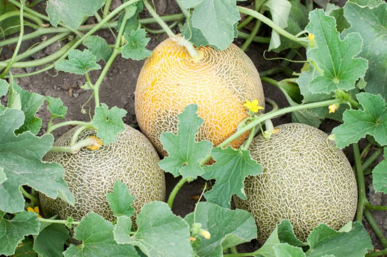 How to Grow Cantaloupe for Beginners | Simple Living Country Gal