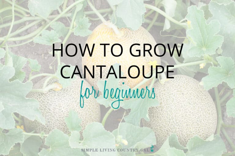 How to Grow Cantaloupe for Beginners