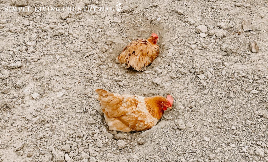 two golden chickens taking a dust bath in a run