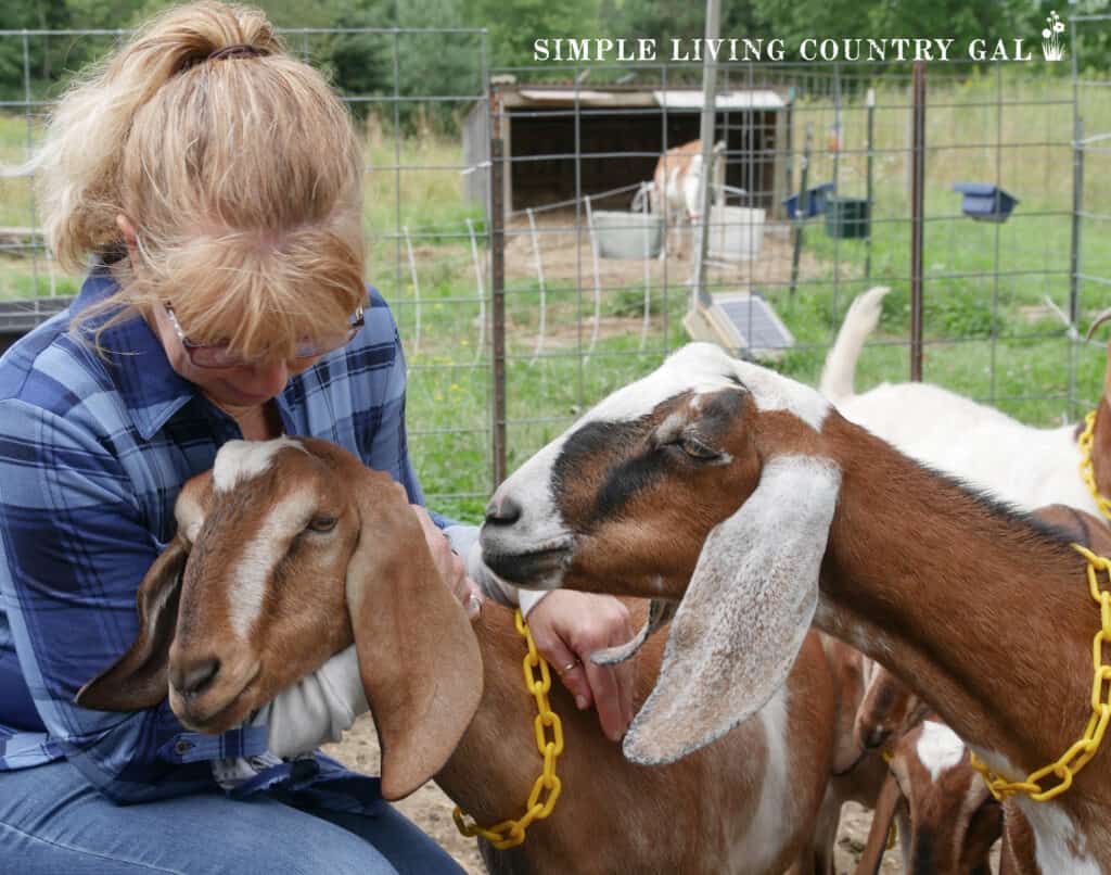 woman hugging her dairy goats copy