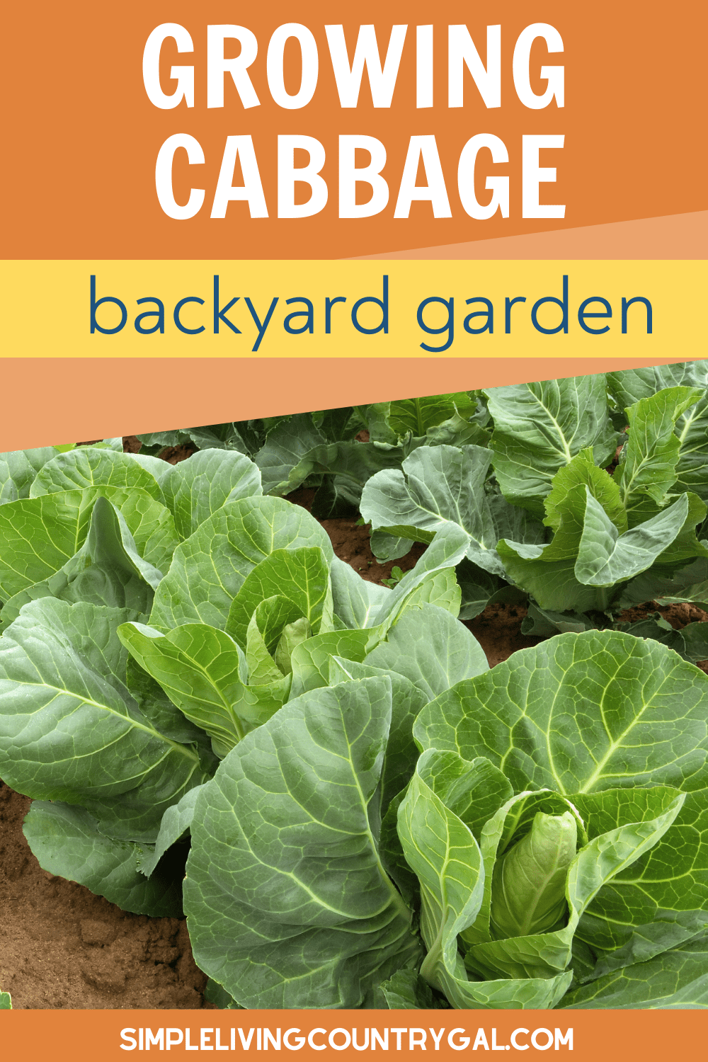 How to Grow Cabbage for Beginners Simple Living Country Gal